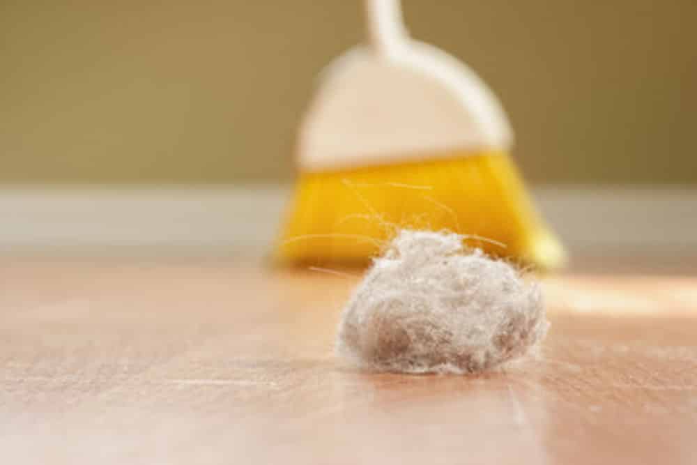 Pet Related & Pet Friendly Cleaning image